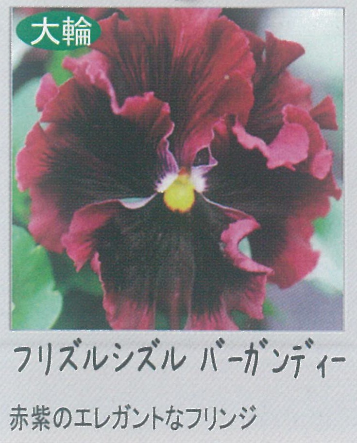 【先行予約商品】【産直】【送料1/2】パンジー　フリズルシズルバーガンディー　3.5号24入